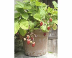 Bio Erdbeere Hummi ® Waldfee FloraSelf Floralie Gärtnern Mit Kids Ø 9 Cm Topf