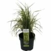 Reitgras FloraSelf Calamagrostis X Acutiflora 'Eldorado' H 10-50 Cm T 14 Cm -FloraSelf Geschäft DV 8 10290757 01 4c DE 20210111094657