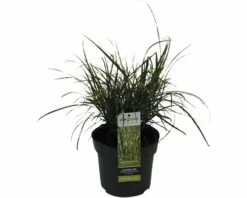 Zwerg-Chinaschilf Zebraschilf FloraSelf Miscanthus Sinensis 'Strictus Dwarf' H 10-100 Cm T 14 Cm