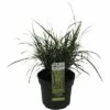 Zwerg-Chinaschilf Zebraschilf FloraSelf Miscanthus Sinensis 'Strictus Dwarf' H 10-100 Cm Co 3 L -FloraSelf Geschäft DV 8 10290761 01 4c DE 20210113101750 2