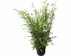 15 X Winterschöner Gartenbambus FloraSelf Fargesia Hybride 'Winter Joy' H 80-100 Cm Co 10 L Für Ca. 10 Lfm Hecke -FloraSelf Geschäft DV 8 10321535 02 4c DE 20221114161653