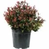 Glanzmispel 'Chico' Kugel FloraSelf Photinia Fraseri 'Chico' Ø 25-30 Cm Co 9 L -FloraSelf Geschäft DV 8 10331467 01 4c CH 20210123214652