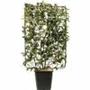 Glanzmispel Spalier FloraSelf Photinia Fraseri 'Magical Volcano' H120xB80 Cm Co 30 L