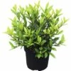 Echter Lorbeer FloraSelf Laurus Nobilis 'Little Ragu' ® Sweet Bay H 30-40 Cm Co 4,5 L -FloraSelf Geschäft DV 8 10331858 01 4c DE 20200924051652