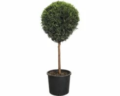 Leyland-Zypresse 1/4 Stamm FloraSelf Cupressocyparis Leylandii Co 10 L