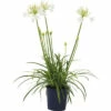 Schmucklilie FloraSelf Agapanthus Africanus 'Amourette' Gesamthöhe Ca. 40-50 Cm Ø 17 Cm Topf Weiß -FloraSelf Geschäft DV 8 10341001 01 4c DE 20210409101757