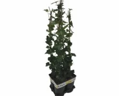 Efeu FloraSelf Hedera Hibernica H 70-90 Cm T 16 Cm (4 Stk.) -FloraSelf Geschäft DV 8 10341130 01 4c NL 20230302161654