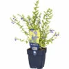 Helmkräuter FloraSelf Scutellaria Scordiifolia H 5-15 Cm Co 0,5 L -FloraSelf Geschäft DV 8 10341941 01 4c DE 20220428164757
