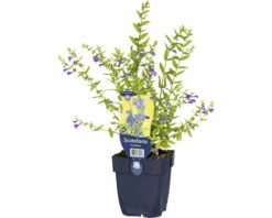 Helmkräuter FloraSelf Scutellaria Scordiifolia H 5-15 Cm Co 0,5 L