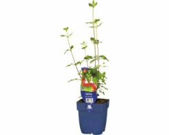 Johannisbeer-Salbei FloraSelf Salvia Microphylla 'Hot Lips' H 10-40 Cm Co 0,5 L