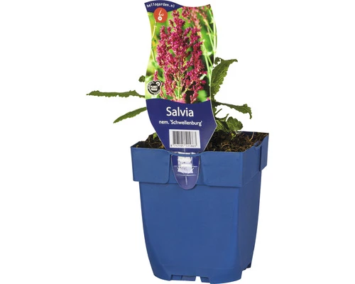 FloraSelf Hainsalbei, Ziersalbei Salvia Nemorosa 'Schwellenburg' H 5-20 Cm Co 0,5 L 3 FloraSelf Hainsalbei, Ziersalbei Salvia Nemorosa 'Schwellenburg' H 5-20 Cm Co 0,5 L