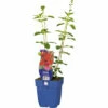 Blüten-Salbei FloraSelf Salvia 'Royal Bumble' H 10-60 Cm Co 0,5 L -FloraSelf Geschäft DV 8 10341947 01 4c DE 20220316164759