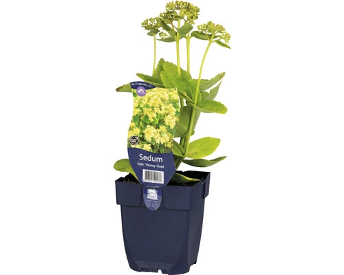 FloraSelf Fetthenne Sedum Hybride 'Honey Gold' H 10-50 Cm Co 0,5 L (6 Stk.) 3 FloraSelf Fetthenne Sedum Hybride 'Honey Gold' H 10-50 Cm Co 0,5 L (6 Stk.)