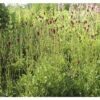 Becherblume FloraSelf Sanguisorba 'Proud Mary' H 10-60 Cm Co 0,5 L (6 Stk.) -FloraSelf Geschäft DV 8 10341949 01 4c DE 20211214191656