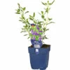 Strauch-Salbei Hainsalbei FloraSelf Salvia Jamensis 'Nachtvlinder' H 10-60 Cm Co 0,5 L 1 Strauch-Salbei Hainsalbei FloraSelf Salvia Jamensis 'Nachtvlinder' H 10-60 Cm Co 0,5 L -FloraSelf Geschäft DV 8 10342136 01 4c DE 20220511111758