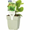 Kaukasusvergissmeinnicht FloraSelf Brunnera Macrophylla 'Betty Bowring' H 5-40 Cm Co 0,5 L (6 Stk.)