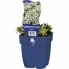 Hauswurz FloraSelf Sempervivum 'Aquila' H 5-15 Cm Co 0,5 L -FloraSelf Geschäft DV 8 10342707 01 4c DE 20220311094651