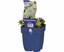 Hauswurz FloraSelf Sempervivum 'Aquila' H 5-15 Cm Co 0,5 L