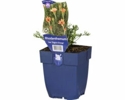 FloraSelf Marokkanische Margerite Rhodanthemum Hosmariense 'Zagora Orange' H 5-25 Cm Co 0,5 L (6 Stk.)