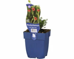 FloraSelf Marokkanische Margerite Rhodanthemum Hosmariense 'Zagora Pink' H 5-25 Cm Co 0,5 L (6 Stk.)