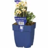FloraSelf Marokkanische Margerite Rhodanthemum Hosmariense 'Zagora Yellow' H 5-25 Cm Co 0,5 L (6 Stk.) -FloraSelf Geschäft DV 8 10342710 01 4c DE 20220428171652