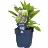 Kardinalblume FloraSelf Lobelia Speciosa 'Starship Blue' H 10-60 Cm Co 0,5 L (6 Stk.) -FloraSelf Geschäft DV 8 10342711 01 4c DE 20220725074759