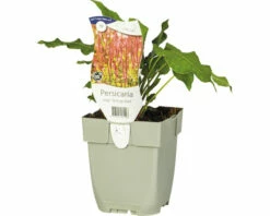 Kerzen-Knöterich FloraSelf Persicaria Amplexicaulis 'Orange Field' H 10-80 Cm Co 0,5 L (6 Stk.)