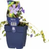 Kleines Gelbbuntes Immergrün FloraSelf Vinca Minor 'Illumination' H 5-15 Cm Co 0.5 L (6 Stk.) -FloraSelf Geschäft DV 8 10342714 01 4c DE 20220316164759