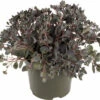 Fettblatt FloraSelf Sedum 'Red Sparkle' H 5-15 Cm Co 3 L -FloraSelf Geschäft DV 8 10351517 01 4c DE 20220323194454