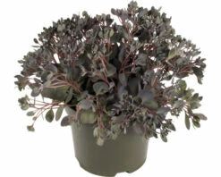 Fettblatt FloraSelf Sedum 'Red Sparkle' H 5-15 Cm Co 3 L