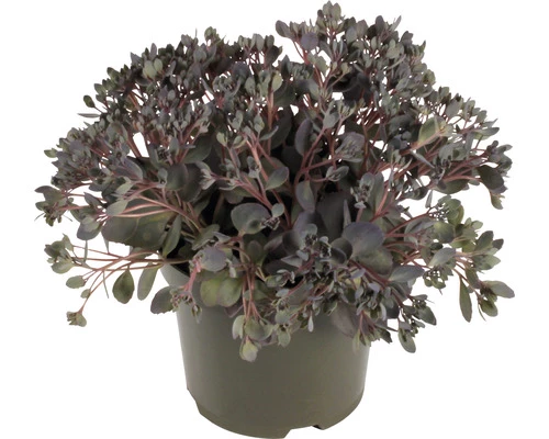 Fettblatt FloraSelf Sedum 'Red Sparkle' H 5-15 Cm Co 3 L 3 Fettblatt FloraSelf Sedum 'Red Sparkle' H 5-15 Cm Co 3 L