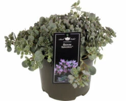 Teppich-Fettblatt FloraSelf Sedum 'Splendens' H 5-15 Cm Co 3 L
