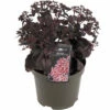 Garten-Fettblatt FloraSelf Sedum 'Chocolate Cherry' H 5-15 Cm Co 3 L -FloraSelf Geschäft DV 8 10351519 01 4c DE 20220323200042