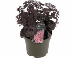 Garten-Fettblatt FloraSelf Sedum 'Chocolate Cherry' H 5-15 Cm Co 3 L