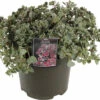 Fettblatt FloraSelf Sedum 'Lidakense' H 5-15 Cm Co 3 L 1 Fettblatt FloraSelf Sedum 'Lidakense' H 5-15 Cm Co 3 L -FloraSelf Geschäft DV 8 10351520 01 4c DE 20220321113417