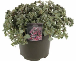 Fettblatt FloraSelf Sedum 'Lidakense' H 5-15 Cm Co 3 L