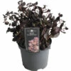 Garten-Fettblatt FloraSelf Sedum 'Touchdown Teak' H 5-15 Cm Co 3 L -FloraSelf Geschäft DV 8 10351521 01 4c DE 20220720081658