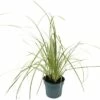 Kleines Pampasgras Zwerg-Pampasgras FloraSelf Cortaderia Selloana 'Golden Goblin' H 15-80 Cm Co 3 L -FloraSelf Geschäft DV 8 10351526 01 4c DE 20210129084755