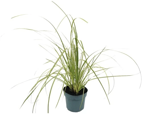 Kleines Pampasgras Zwerg-Pampasgras FloraSelf Cortaderia Selloana 'Golden Goblin' H 15-80 Cm Co 3 L 3 Kleines Pampasgras Zwerg-Pampasgras FloraSelf Cortaderia Selloana 'Golden Goblin' H 15-80 Cm Co 3 L