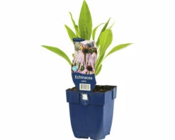 Sonnenhut FloraSelf Echinacea Pallida H 5-30 Cm Co 0,5 L