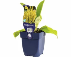 Kandelaber-Königskerze FloraSelf Verbascum Olympicum H 10-100 Cm Co 0,5 L