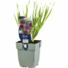 Zierlauch FloraSelf Allium 'Millenium' H 5-20 Cm Co 0,5 L