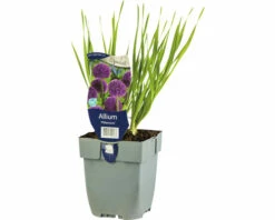 Zierlauch FloraSelf Allium 'Millenium' H 5-20 Cm Co 0,5 L
