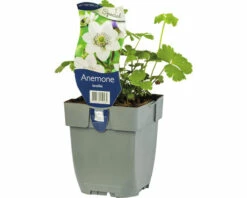 Chinesische Anemone FloraSelf Anemone Leveillei H 5-20 Cm Co 0,5 L (6 Stk.)