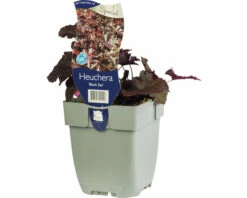 Purpurglöckchen FloraSelf Heuchera Micrantha 'Black Sea' ® H 5-20 Cm Co 0,5 L