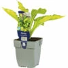 FloraSelf Mittelgroße Gelbe Funkie Hosta 'Lady Guinevere' H 5-20 Cm Co 0,5 L (6 Stk.) -FloraSelf Geschäft DV 8 10351686 01 4c DE 20220428164757
