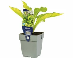 FloraSelf Mittelgroße Gelbe Funkie Hosta 'Lady Guinevere' H 5-20 Cm Co 0,5 L (6 Stk.)