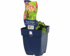 Akelei FloraSelf Aquilegia Spring Magic® Rose & Ivory H 5-20 Cm Co 0,5 L (6 Stk.)