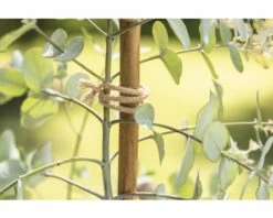 Jute Bindedraht FloraSelf Nature 10 M 7 Jute Bindedraht FloraSelf Nature 10 M -FloraSelf Geschäft DV 8 10356593 04 4c AT 20201112184758