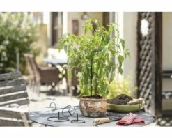 FloraSelf Blumenstützen Blumenhalter Ø 15 Cm 1 Stk. -FloraSelf Geschäft DV 8 10356598 03 4c AT 20201112171653